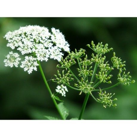 Řebříček nať Rosmarinus 1 - Rosmarinus (koreni-krumlov.cz / platce DPH) 