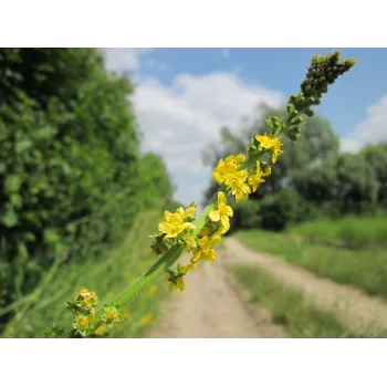 Agrimory stem Rosmarinus 1 - Rosmarinus (koreni-krumlov.cz / platce DPH) 