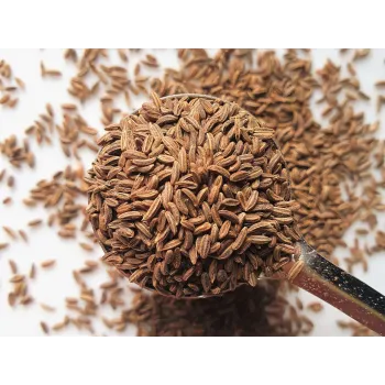 Czech Whole Caraway Rosmarinus 1 - Rosmarinus (koreni-krumlov.cz / platce DPH) 