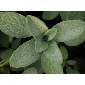 Sage stem Rosmarinus 1 - Rosmarinus (koreni-krumlov.cz / platce DPH) 