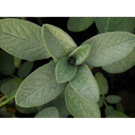 Šalvěj nať 50g Rosmarinus 1 - Rosmarinus (koreni-krumlov.cz / platce DPH) 