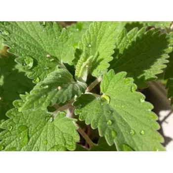 Šanta končičí nať 50g Rosmarinus 1 - Rosmarinus (koreni-krumlov.cz / platce DPH) 