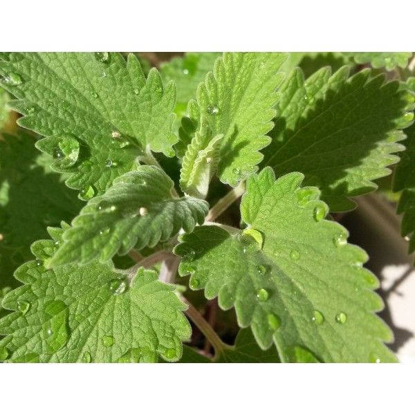 Šanta končičí nať 50g Rosmarinus 1 - Rosmarinus (koreni-krumlov.cz / platce DPH) 