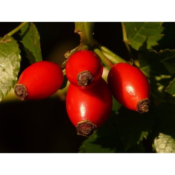 Rose hip fruit Rosmarinus 1 - Rosmarinus (koreni-krumlov.cz / platce DPH) 