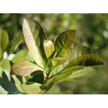 Maté list 50g Rosmarinus 1 - Rosmarinus (koreni-krumlov.cz / platce DPH) 
