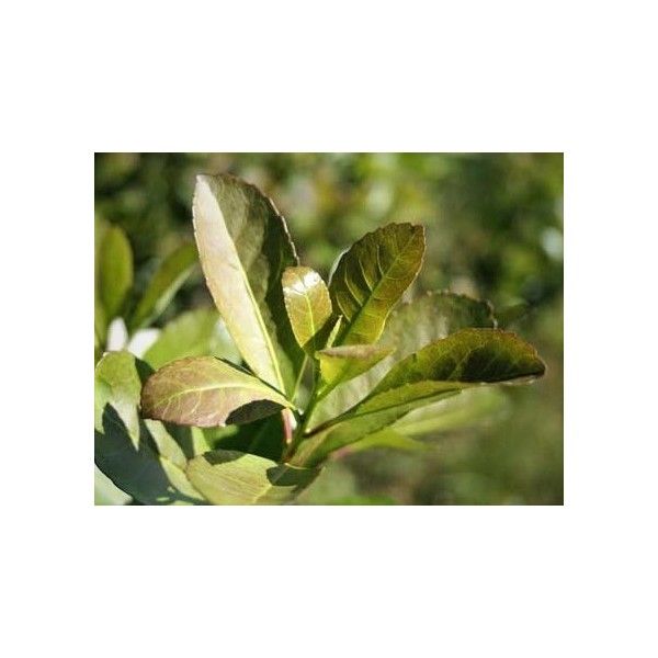 Maté list 50g Rosmarinus 1 - Rosmarinus (koreni-krumlov.cz / platce DPH) 