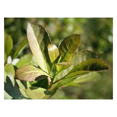 Maté list 50g Rosmarinus 1 - Rosmarinus (koreni-krumlov.cz / platce DPH) 