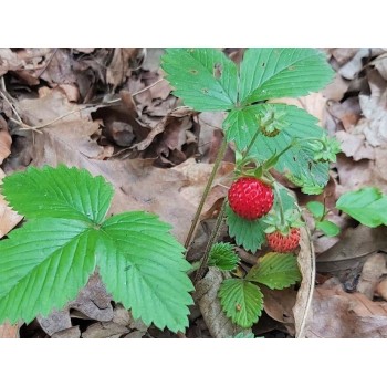 Jahoda list 50g Rosmarinus 1 - Rosmarinus (koreni-krumlov.cz / platce DPH) 