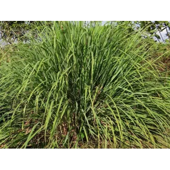 Citronová tráva 50g Rosmarinus 1 - Rosmarinus (koreni-krumlov.cz / platce DPH) 