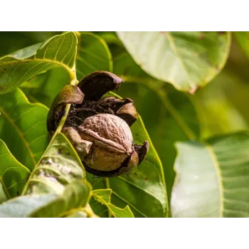 Ořešák list 50g Rosmarinus 1 - Rosmarinus (koreni-krumlov.cz / platce DPH) 