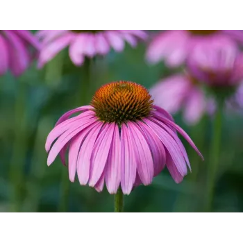 Echinacea nať Rosmarinus 1 - Rosmarinus (koreni-krumlov.cz / platce DPH) 