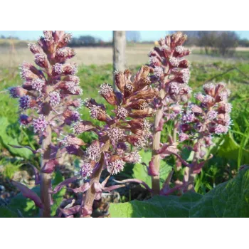 Devětsil kořen Rosmarinus 3 - Rosmarinus (koreni-krumlov.cz / platce DPH) 