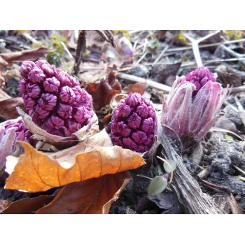 Devětsil kořen Rosmarinus 2 - Rosmarinus (koreni-krumlov.cz / platce DPH) 