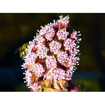 Devětsil kořen Rosmarinus 1 - Rosmarinus (koreni-krumlov.cz / platce DPH) 