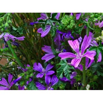 Moorish mallow Rosmarinus 1 - Rosmarinus (koreni-krumlov.cz / platce DPH) 