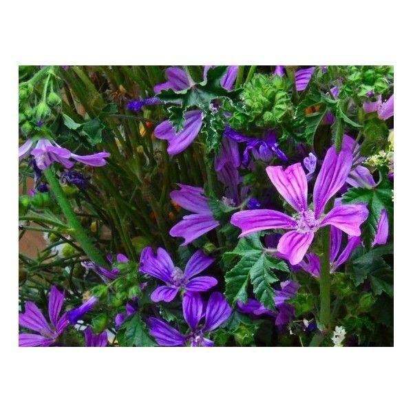 Sléz maurský list Rosmarinus 1 - Rosmarinus (koreni-krumlov.cz / platce DPH) 