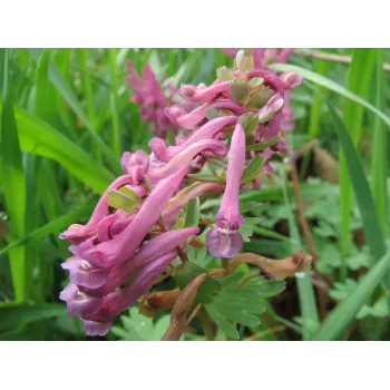 Fumitory stem Rosmarinus 1 - Rosmarinus (koreni-krumlov.cz / platce DPH) 