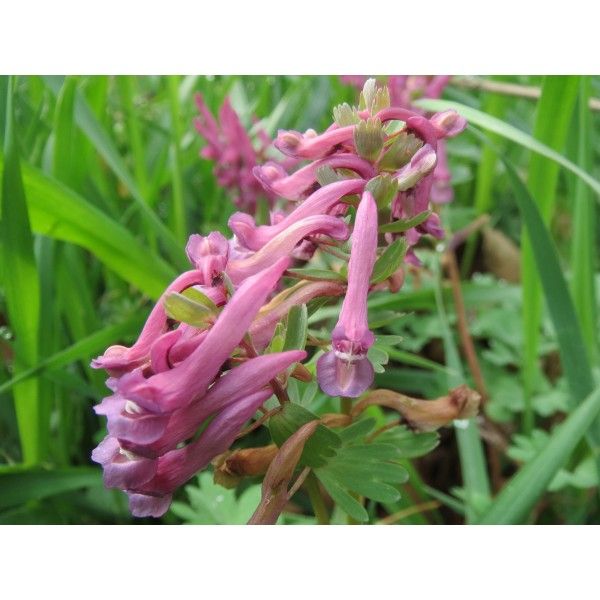 Zemědým nať Rosmarinus 1 - Rosmarinus (koreni-krumlov.cz / platce DPH) 