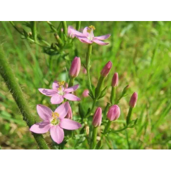 Centaury stem Rosmarinus 1 - Rosmarinus (koreni-krumlov.cz / platce DPH) 