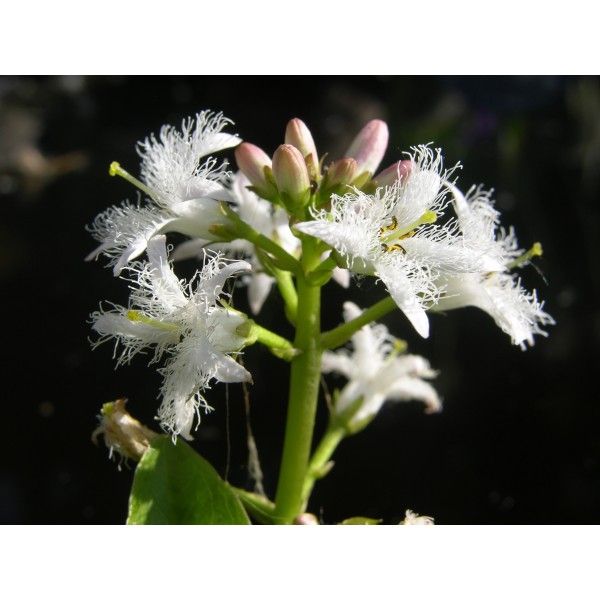 Vachta trojlistá list Rosmarinus 1 - Rosmarinus (koreni-krumlov.cz / platce DPH) 