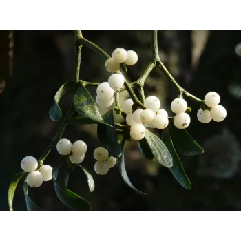 Mistletoe stem Rosmarinus 1 - Rosmarinus (koreni-krumlov.cz / platce DPH) 