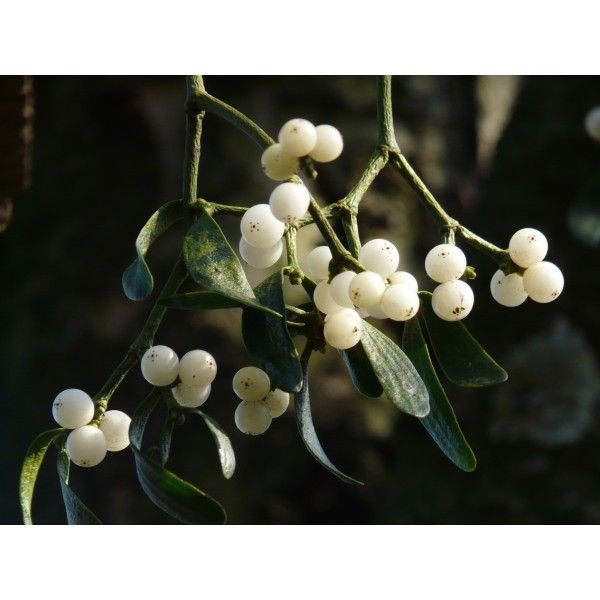 Jmelí nať Rosmarinus 1 - Rosmarinus (koreni-krumlov.cz / platce DPH) 