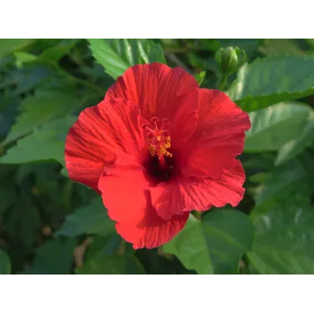 Hibiscus flower Rosmarinus 1 - Rosmarinus (koreni-krumlov.cz / platce DPH) 