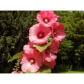 Hollyhock flower Rosmarinus 1 - Rosmarinus (koreni-krumlov.cz / platce DPH) 