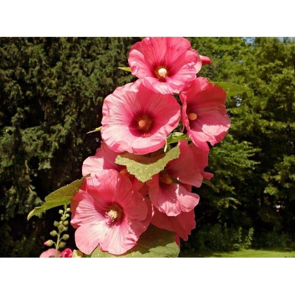 Topolovka květ Rosmarinus 1 - Rosmarinus (koreni-krumlov.cz / platce DPH) 