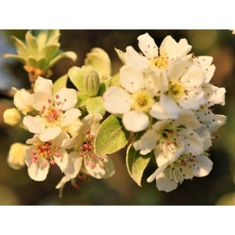 Hloh list s květem 50g 