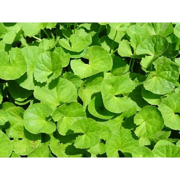 Pupečník asijský nať - gotu kola 50g 