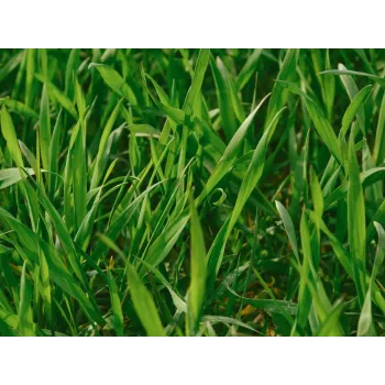 Pýr oddenek 50g Rosmarinus 1 - Rosmarinus (koreni-krumlov.cz / platce DPH) 