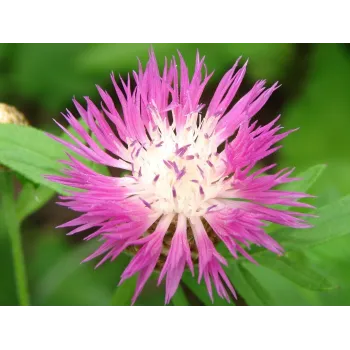 Benedikt nať 50g Rosmarinus 1 - Rosmarinus (koreni-krumlov.cz / platce DPH) 