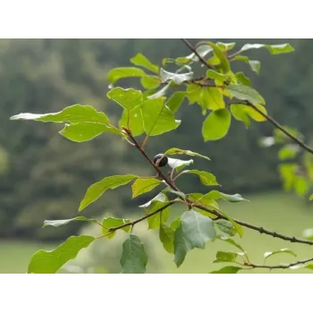 Krušina kůra 50g Rosmarinus 1 - Rosmarinus (koreni-krumlov.cz / platce DPH) 