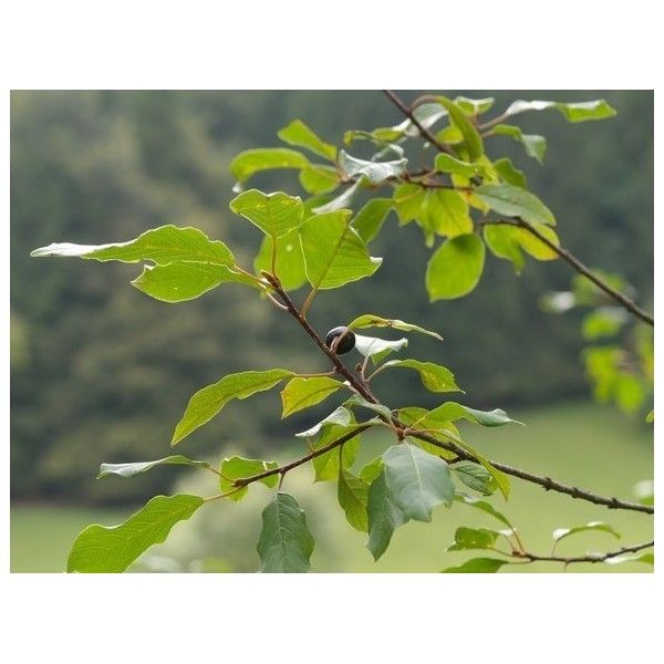 Krušina kůra 50g Rosmarinus 1 - Rosmarinus (koreni-krumlov.cz / platce DPH) 