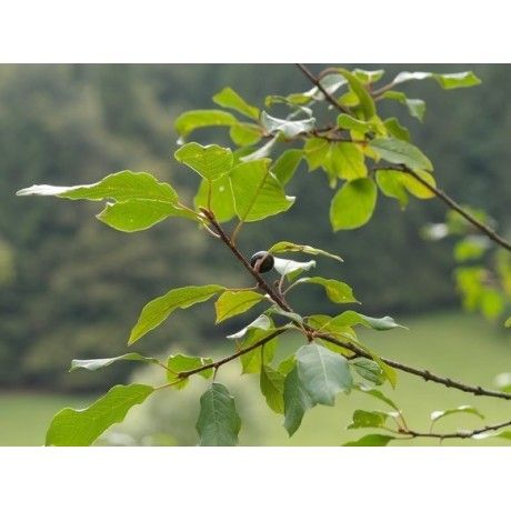 Krušina kůra 50g Rosmarinus 1 - Rosmarinus (koreni-krumlov.cz / platce DPH) 