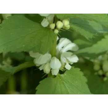 Hluchavka nať 50g Rosmarinus 1 - Rosmarinus (koreni-krumlov.cz / platce DPH) 