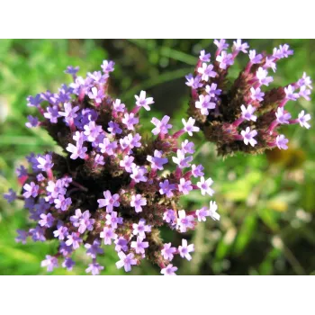 Sporýš nať 50g Rosmarinus 1 - Rosmarinus (koreni-krumlov.cz / platce DPH) 