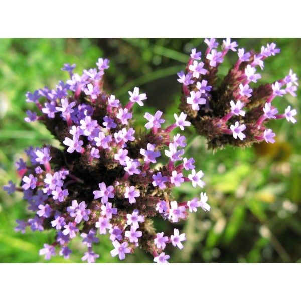 Sporýš nať 50g Rosmarinus 1 - Rosmarinus (koreni-krumlov.cz / platce DPH) 