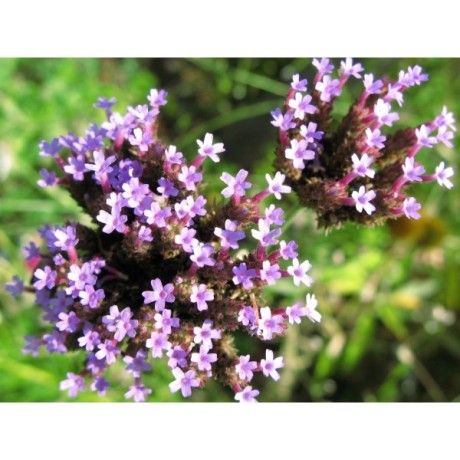 Sporýš nať 50g Rosmarinus 1 - Rosmarinus (koreni-krumlov.cz / platce DPH) 