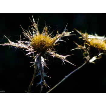 Benedikt nať 50g Rosmarinus 2 - Rosmarinus (koreni-krumlov.cz / platce DPH) 